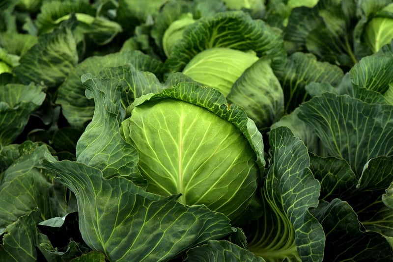 Herbs and Vegetables