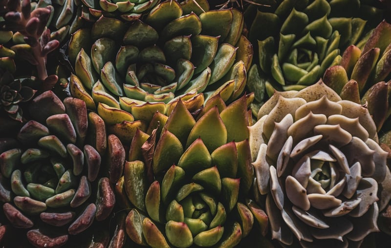 Cactus Corner