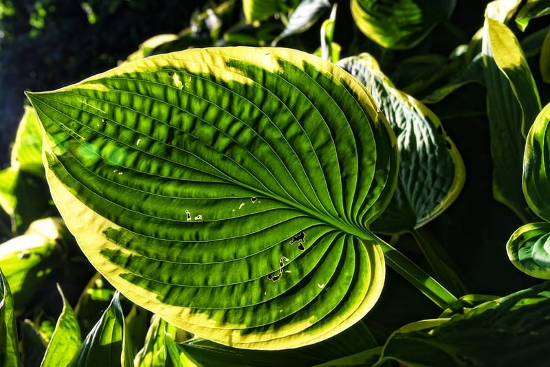 Hosta in Partial Shade