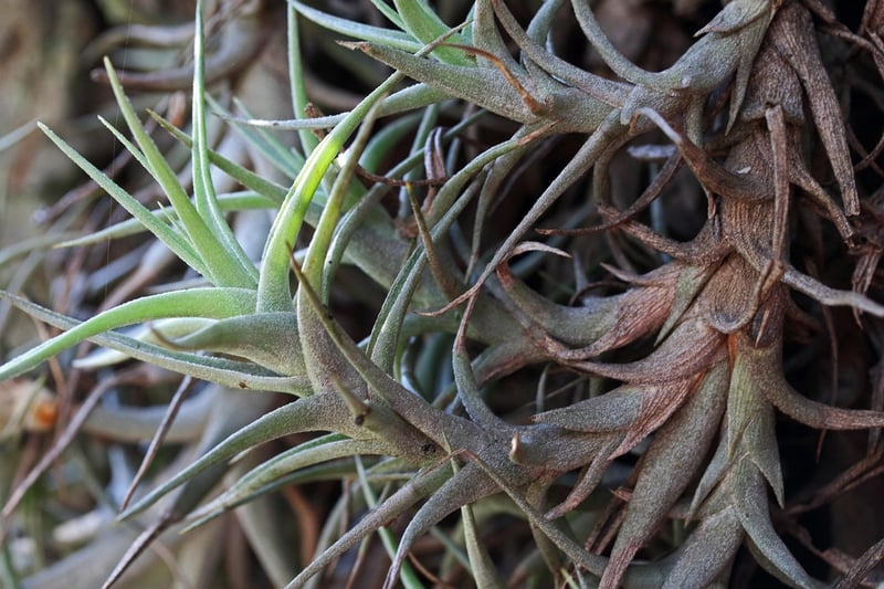 Air Plant Wall Display