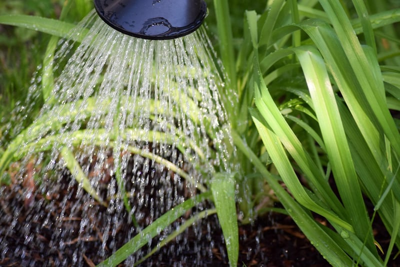 Watering can for plants